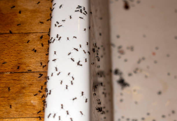 Best Insect Control  in Unt Vernon, MO