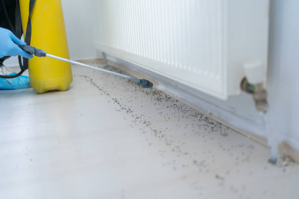 Trusted Mount Vernon, MO Pest Control Experts